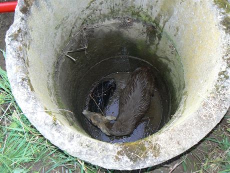 Vylovit srnu z betonové studny u Kralic nad Oslavou byl ten snazí úkol....