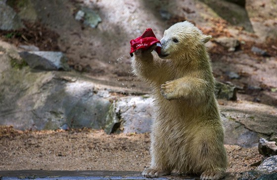 Lední medvdice Noria z brnnské zoo si hraje s epicí, která jí spadla do...