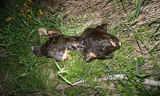 Torzo uhynulého bobra evropského, které našel náhodný kolemjdoucí u Horní...