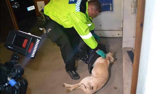 Nalezeného psa uložili strážníci do chladicího boxu. Nyní ve spolupráci s...