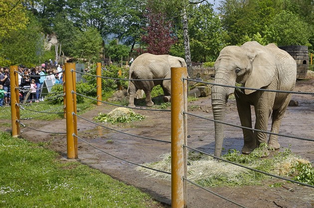 Zlínská zoo truchlí, známou samici slona afrického zabil samec z Maďarska