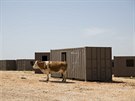 Izraeltí kovbojové enou svá stáda pes Golanské výiny. (21. dubna 2016)