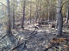 Po��r lesa v Rotav� na Sokolovsku