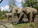 Slonice Ulu ze zlínské zoo oslavila 20. narozeniny.