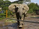 Slonice Ulu ze zlnsk zoo oslavila 20. narozeniny.