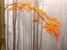 Buk v podzimním hávu v mlhavých Kruných horách