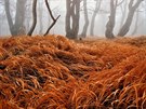 Vlnní v podzimním lese v Kruných horách