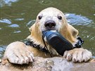 Ledn� medv�dice Noria z brn�nsk� zoo si hraje s botou, kter� spadla do v�b�hu.