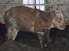 Uvnit� krav�na chodil zanedban� a hladov� dobytek po kolena v hnoji.