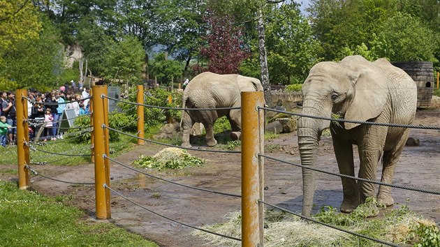Slonice Ulu ze zlnsk zoo oslavila 20. narozeniny.