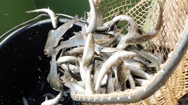 Na 1500 kusů lipanů podhorních vysadili do řeky Smědé frýdlantští rybáři.