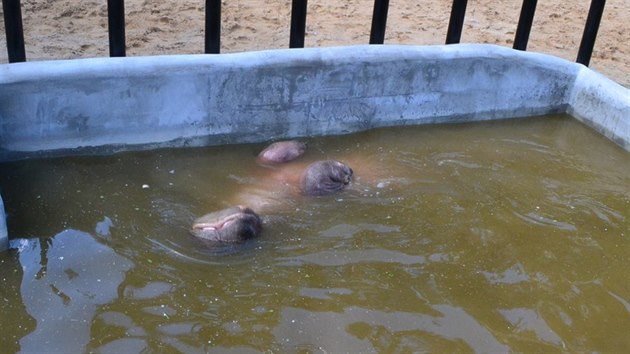 Hroch Buborek se zabydluje v Zoo Dvorec u Borovan.