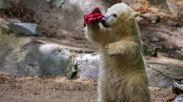 Ledn medvdice Noria z brnnsk zoo si hraje s epic, kter j spadla do vbhu.
