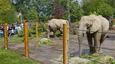 Slonice Ulu ze zlínské zoo oslavila 20. narozeniny.