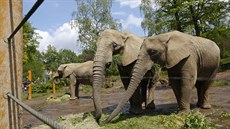 Slonice Ulu ze zlínské zoo oslavila 20. narozeniny.