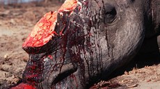 ádní pytlák stojí ron ivot stovek nosoroc.