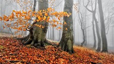 Podzimní les v Kruných horách