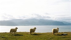 Pírodní park Great Orme u welkého msta Llandudno.