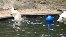 Brnnské medvíd u vodu miluje, skáe do ní kadou chvíli