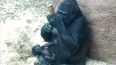 Gorilí máma Shinda nestíhá hodovat i krmit mlád