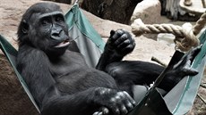 Kiburi. estiletý dospívající gorilí samec.