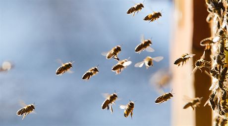 Velai ve Zlínském kraji hlásí patnou sezonu, medu bude málo.(Ilustraní snímek)