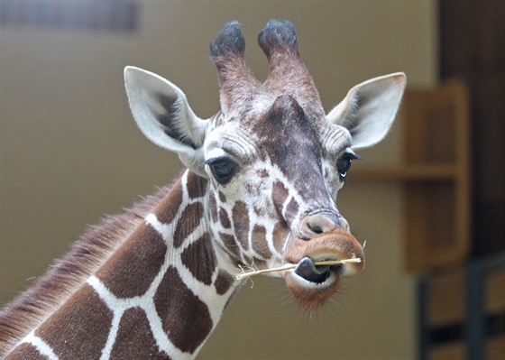 V jihlavské zoologické zahradě se žirafím samcům daří. Za tři roky...