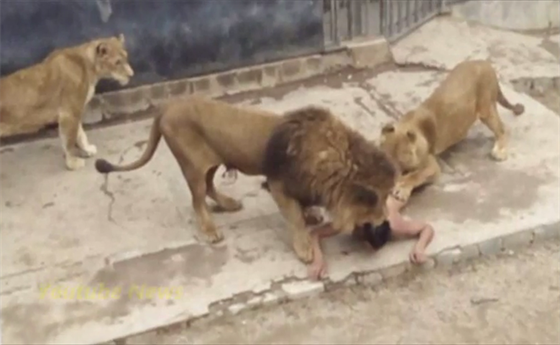 Mladý Chilan chtl skokem mezi lvy v zoo spáchat sebevradu. Chovatelé museli...