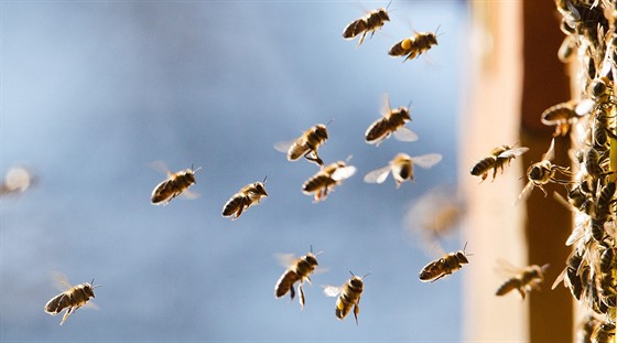 Včelaři ve Zlínském kraji hlásí špatnou sezonu, medu bude málo.(Ilustrační snímek)