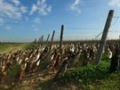 Na jedenáct set kachen uhlídá slimáky na 57 hektarové vinici. 