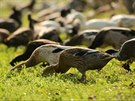 Indití bci pomáhají pstovat víno bez pesticid. Posbírají toti slimáky i...