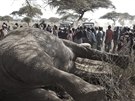 Masajské farmáe k zabíjení slon mnohdy vede odplata. Obrovská zvíata jim...