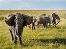 Sloni se v Keni stále astji dostávají do kontaktu s lidmi. Výsledkem jsou...