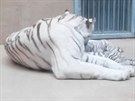 Kest mláat bílých tygr v liberecké zoo