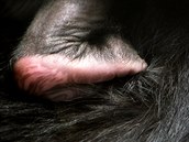 Gorilí mládě má chápavé všechny čtyři končetiny. A pokud je silné a má od...