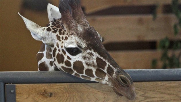 Žirafí kluci patří v jihlavské zoologické zahradě k nejvyhledávanějším atrakcím.