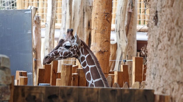 Žirafí kluci patří v jihlavské zoologické zahradě k nejvyhledávanějším atrakcím.