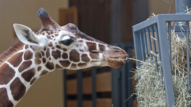 Žirafí kluci mají svoje vrtochy.