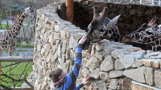 Žirafí mládenci od svého příjezdu do Jihlavy patří stále k nejobdivovanějším zvířatům v  místní zoologické zahradě.