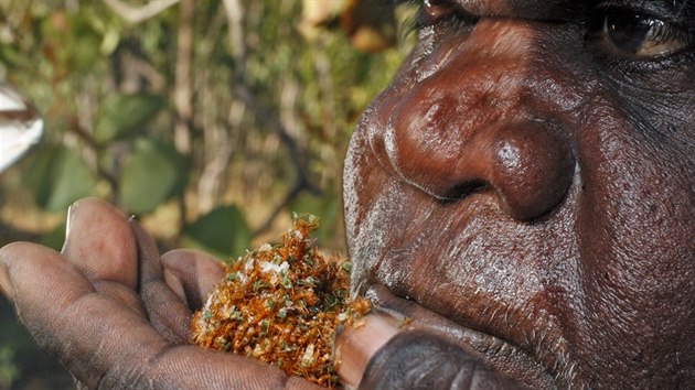 Docela jinak využívají mravence krejčíka domorodci v Austrálii. Výpary z jeho hnízd dýchají, aby si vyčistili ucpaný nos.
