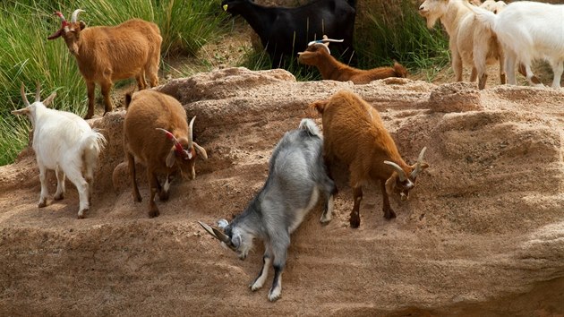 Stejně tak kozy musejí být pro boodog speciálně vykrmené. Je to sváteční jídlo a musí dát co nejvíc energie.