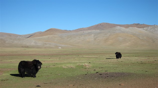 Rozhlehl stepn ploiny se podepisuj na prostm ivotu Mongol. A takov je i tamn kuchyn.