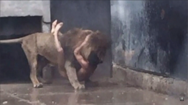 Mlad Chilan chtl skokem mezi lvy v zoo spchat sebevradu. Chovatel museli dv zvata zastelit. (21. kvtna 2016)