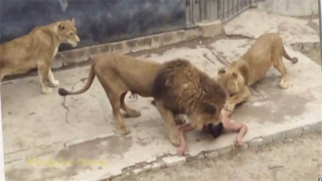 Mlad Chilan chtl skokem mezi lvy v zoo spchat sebevradu. Chovatel museli dv zvata zastelit. (21. kvtna 2016)
