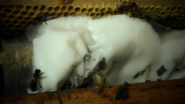 Medocukrová kaše nebo přípravek Apinar slouží k dočasné výživě včelích oddělků.