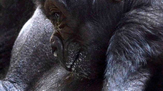 Shindino ml�d� se nenech� o�idit, je velk� jedl�k po matce.