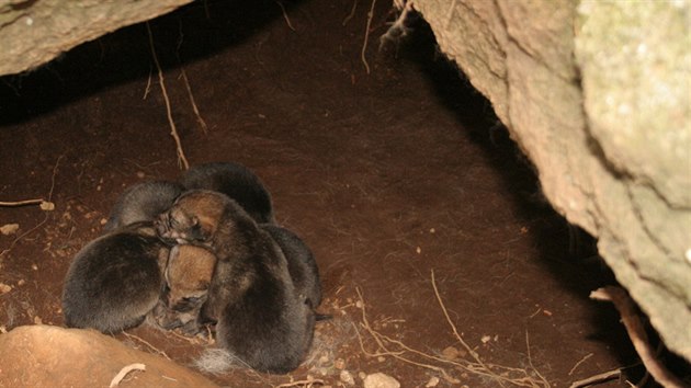 V národním parku Šumava se narodilo pět vlčat.