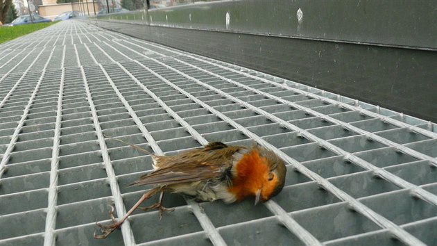 Jeden z mrtvých ptáků, konkrétně červenka, u budovy olomoucké přírodovědecké fakulty. Její lesklá fasáda se podle ornitologů stala smrtící pastí už pro desítky zvířat.