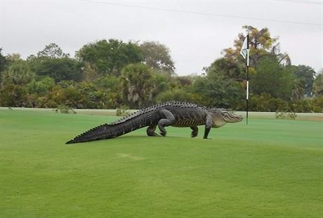 Jeden z floridských aligátor si udlal procházku na golfovém hiti i v roce...