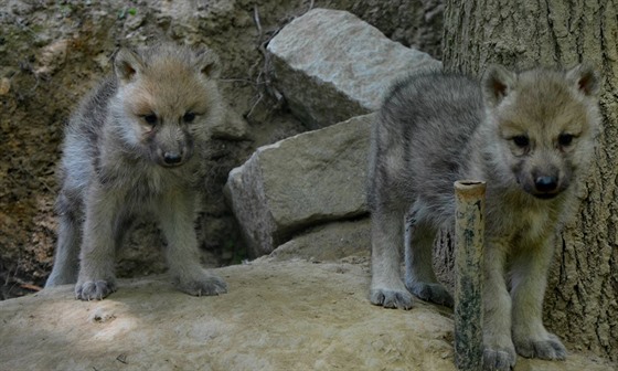 V brnnské zoo se díky novému alfa samci narodilo devt mláat vlk arktických.